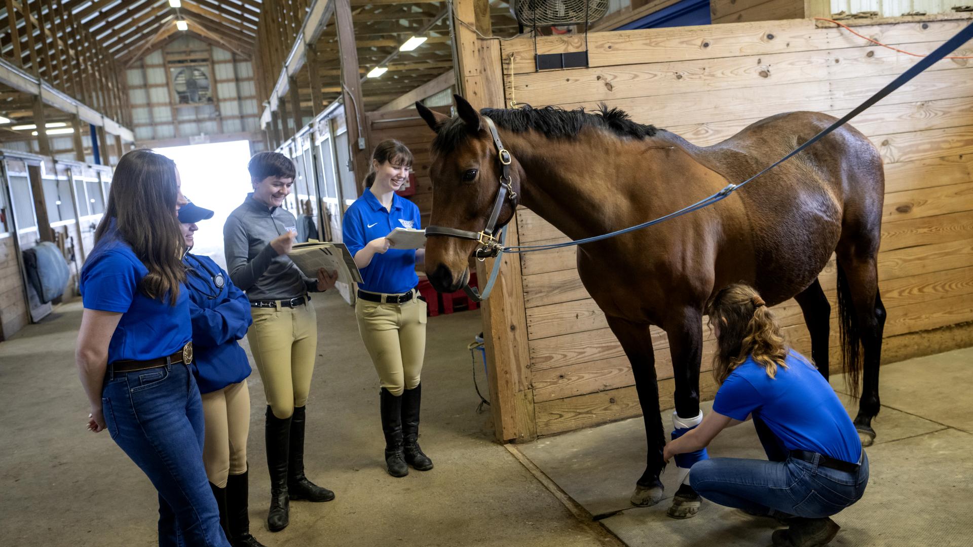Five equestrian students and a horse